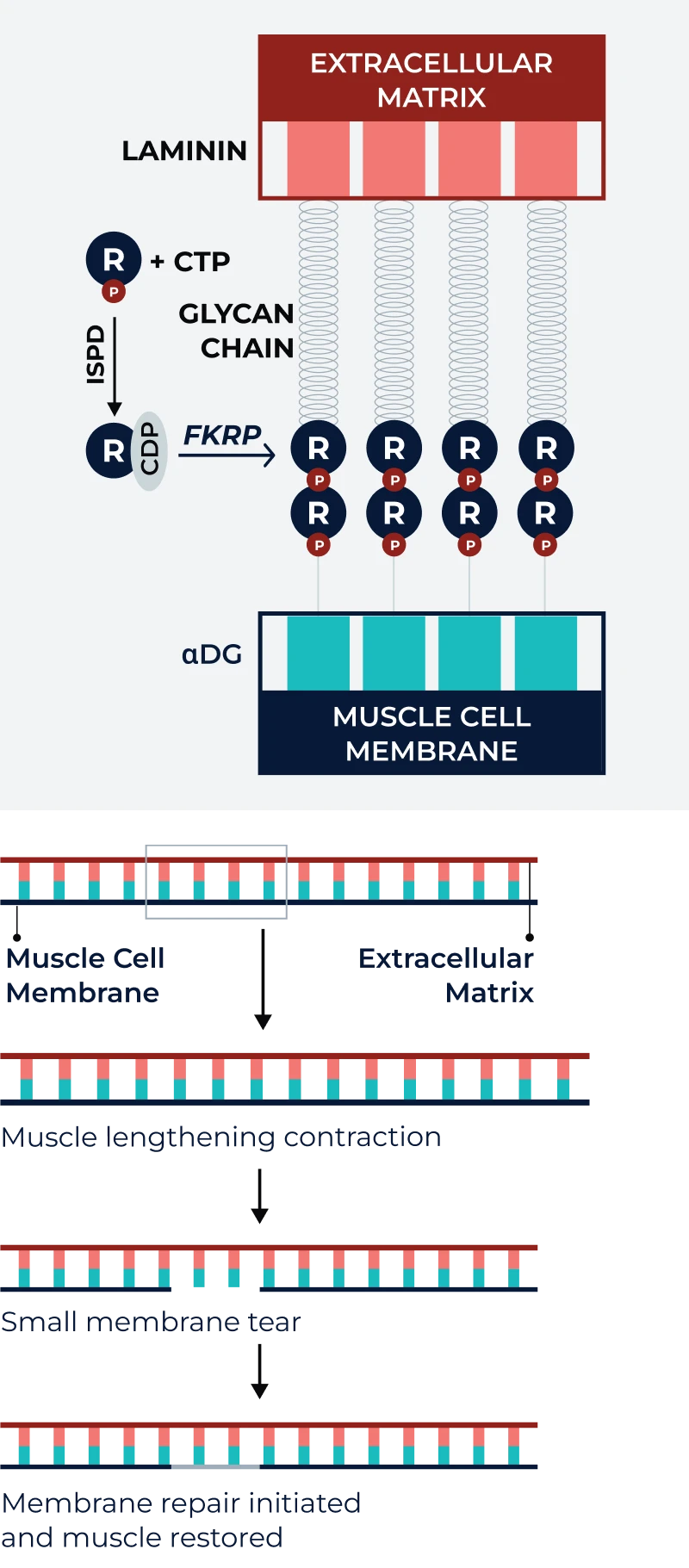 Diagram showing muscle cell structure and stability in LGMD2I/R9