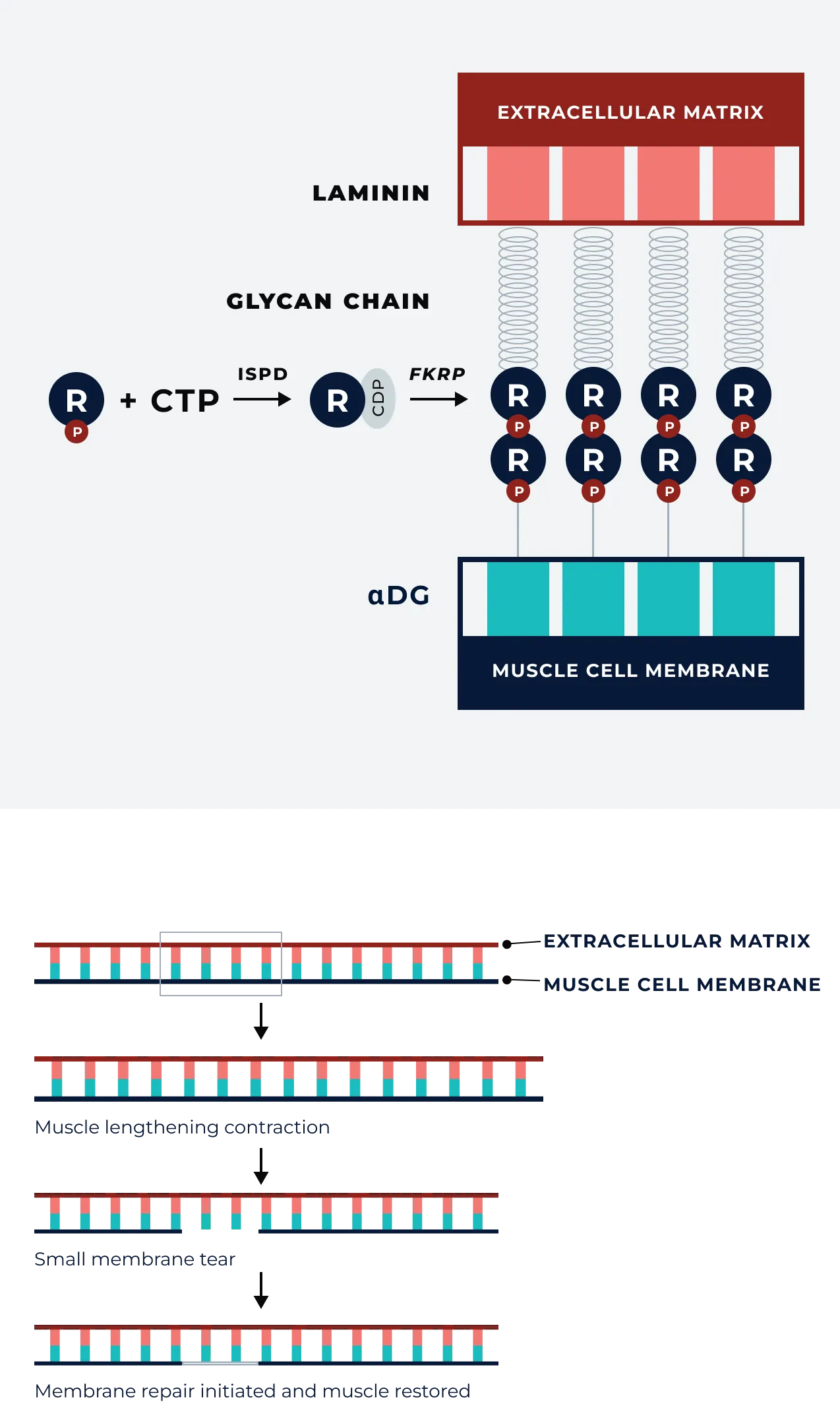 Diagram showing muscle cell structure and stability in LGMD2I/R9