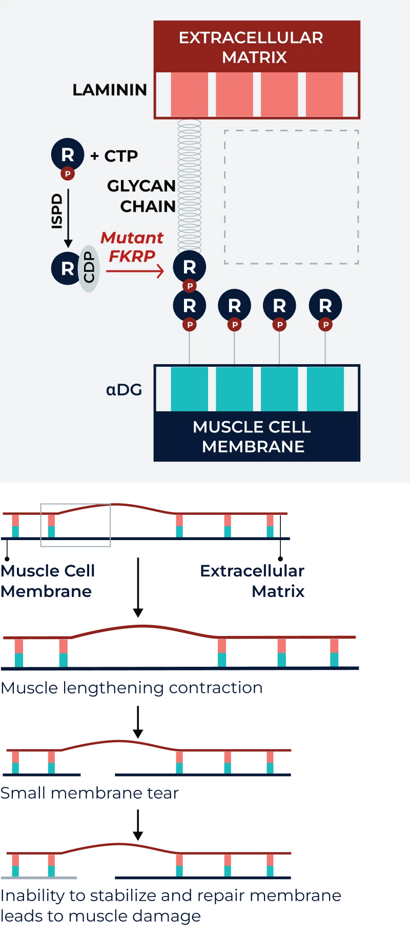 Diagram showing muscle cell damage due to FKRP mutation in LGMD2I/R9