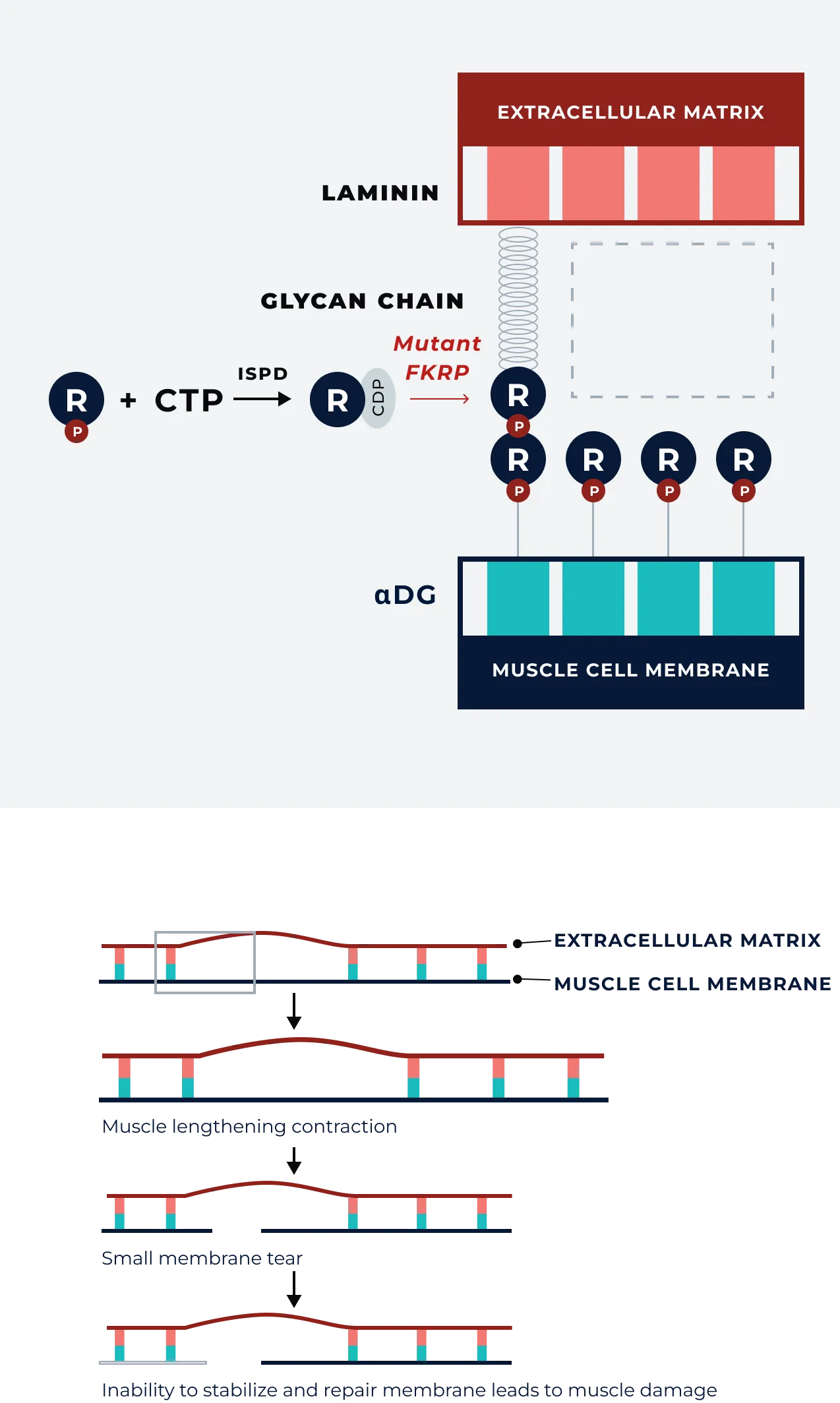 Diagram showing muscle cell damage due to FKRP mutation in LGMD2I/R9
